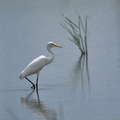 チュウサギ20200828平塚（撮影　岡根武彦）