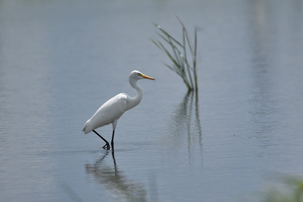 チュウサギ20200828平塚（撮影　岡根武彦）