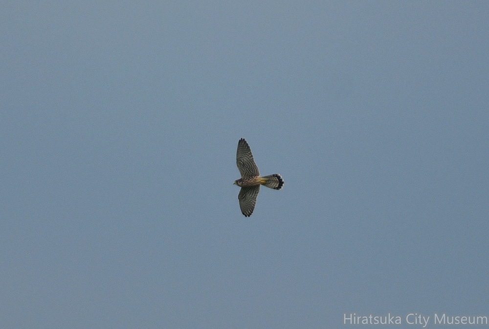 チョウゲンボウ♀20200915平塚（撮影　岡根武彦）