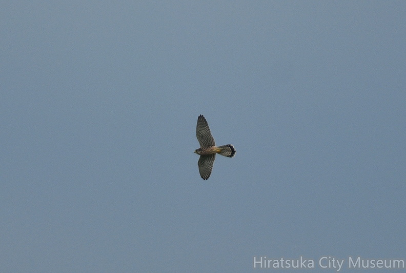 チョウゲンボウ♀20200915平塚（撮影　岡根武彦）.jpg