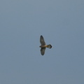 チョウゲンボウ♀20200915平塚（撮影　岡根武彦）