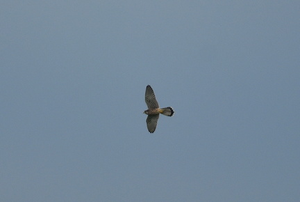 チョウゲンボウ♀20200915平塚（撮影　岡根武彦）