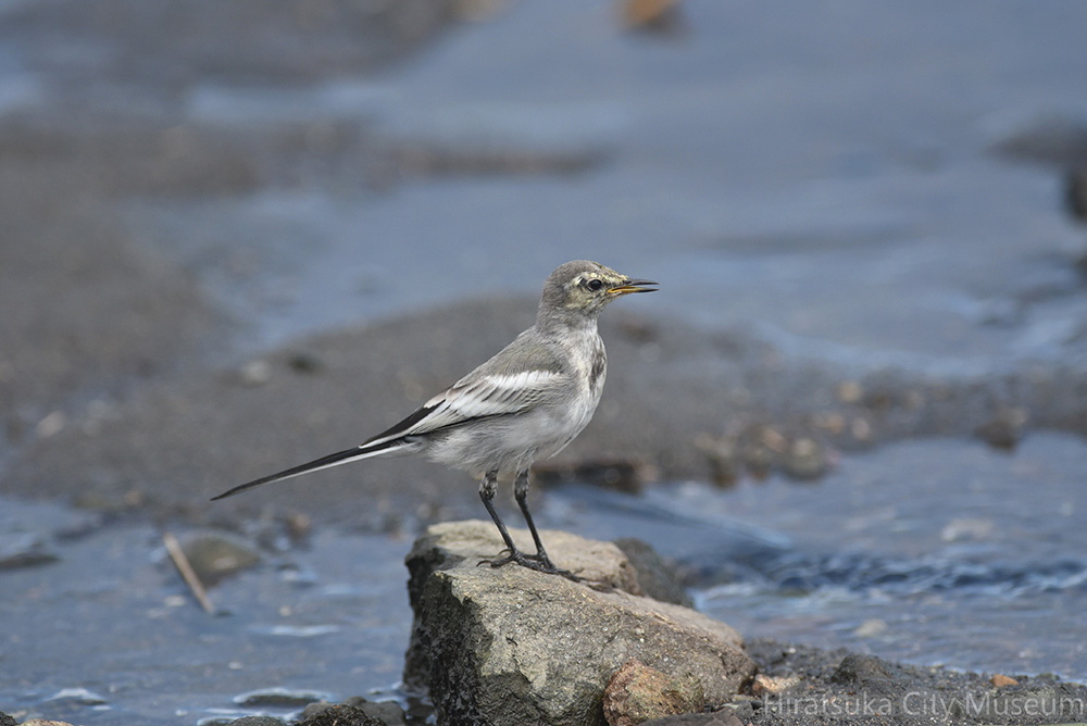 ハクセキレイ幼鳥20200903平塚（撮影　岡根武彦）