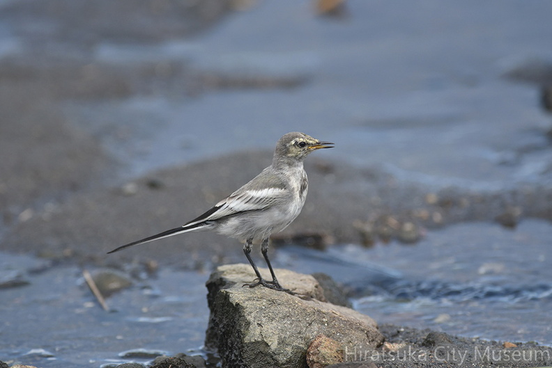 ハクセキレイ幼鳥20200903平塚（撮影　岡根武彦）.jpg