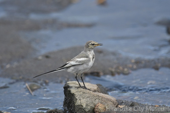 ハクセキレイ幼鳥20200903平塚（撮影　岡根武彦）