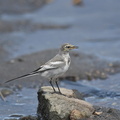 ハクセキレイ幼鳥20200903平塚（撮影　岡根武彦）