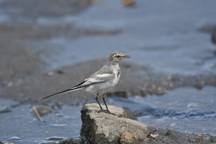 ハクセキレイ幼鳥20200903平塚（撮影　岡根武彦）