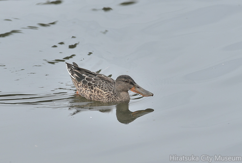 ハシビロガモ♀20200916秦野（撮影　岡根武彦）