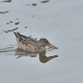 ハシビロガモ♀20200916秦野（撮影　岡根武彦）