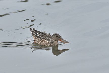 ハシビロガモ♀20200916秦野（撮影　岡根武彦）