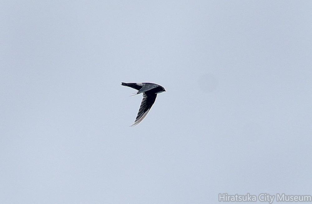 ヒメアマツバメ20200919平塚（撮影　岡根武彦）