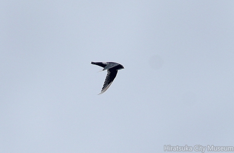 ヒメアマツバメ20200919平塚（撮影　岡根武彦）.jpg