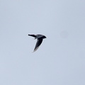 ヒメアマツバメ20200919平塚（撮影　岡根武彦）