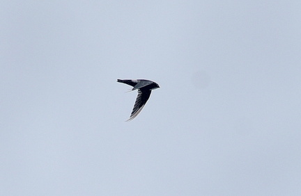 ヒメアマツバメ20200919平塚（撮影　岡根武彦）