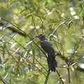 ヒヨドリ20200919平塚（撮影　岡根武彦）