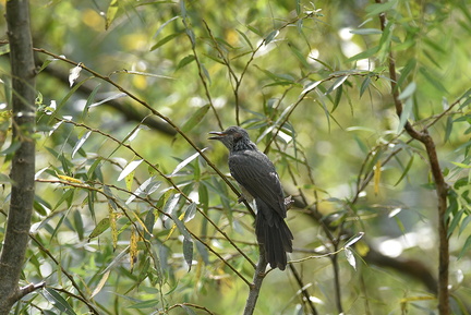 ヒヨドリ20200919平塚（撮影　岡根武彦）
