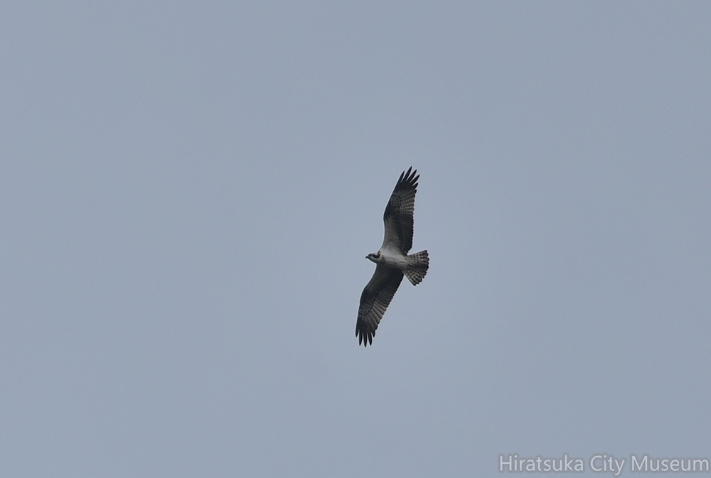 ミサゴ20200922平塚（撮影　岡根武彦）
