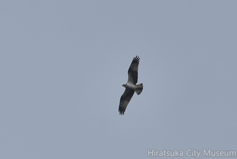 ミサゴ20200922平塚（撮影　岡根武彦）.jpg