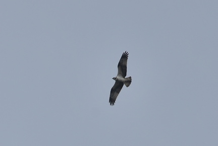 ミサゴ20200922平塚（撮影　岡根武彦）