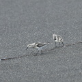 ミユビシギ20200908平塚（撮影　岡根武彦）