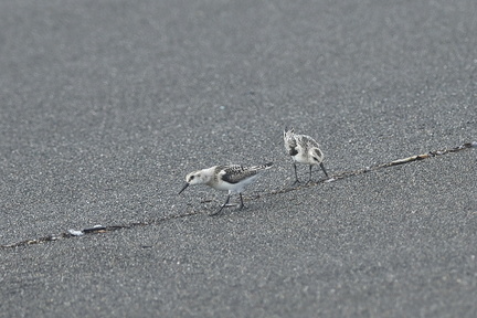 ミユビシギ20200908平塚（撮影　岡根武彦）