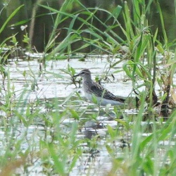 平塚と周辺の鳥（撮影　鈴木真由美）