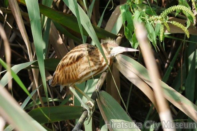 ヨシゴイ幼鳥20200828平塚（撮影　鈴木真由美）.jpg