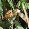 ヨシゴイ幼鳥20200828平塚（撮影　鈴木真由美）