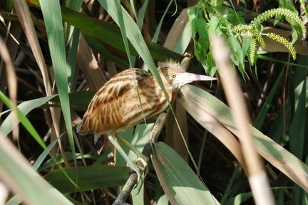 ヨシゴイ幼鳥20200828平塚（撮影　鈴木真由美）