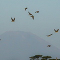 富士山とアオバト20200830大磯（撮影　鈴木真由美）