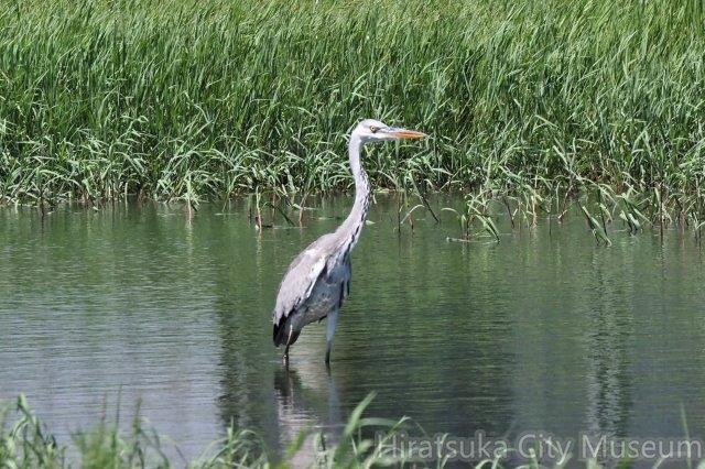 アオサギ幼鳥20200904平塚（撮影　鈴木真由美）.jpg