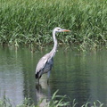 アオサギ幼鳥20200904平塚（撮影　鈴木真由美）