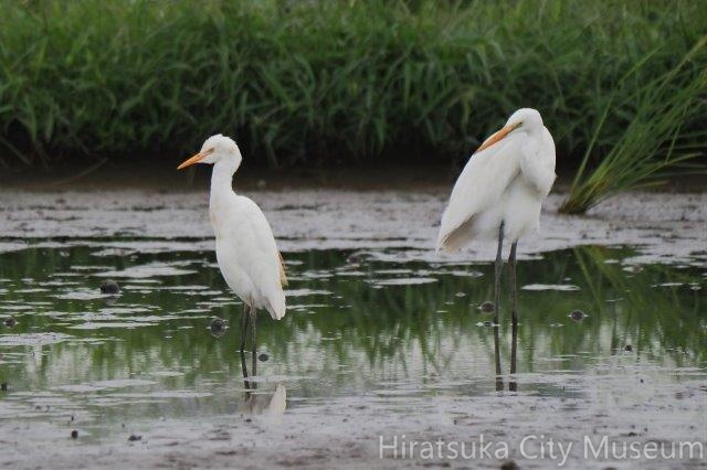 アマサギ、ダイサギ20200916平塚（撮影　鈴木真由美）.jpg