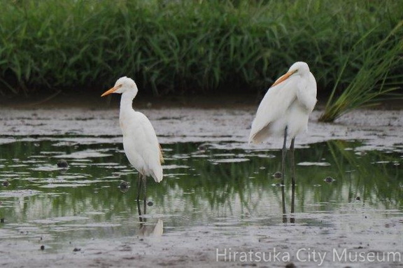 アマサギ、ダイサギ20200916平塚（撮影　鈴木真由美）