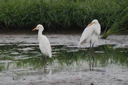 アマサギ、ダイサギ20200916平塚（撮影　鈴木真由美）
