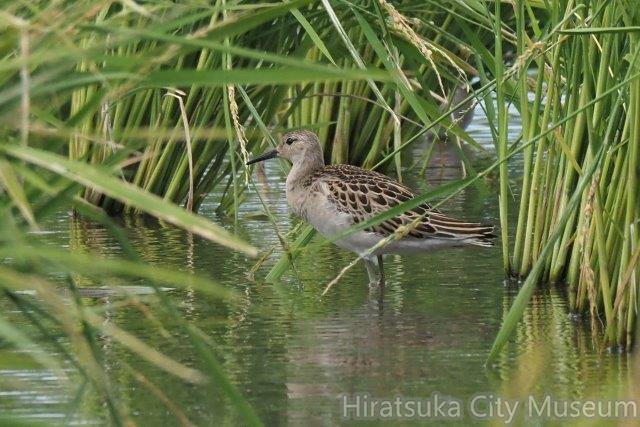 エリマキシギ幼鳥20200910平塚（撮影　鈴木真由美）.jpg