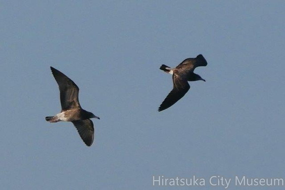 ウミネコ幼鳥20200830大磯（撮影　鈴木真由美）