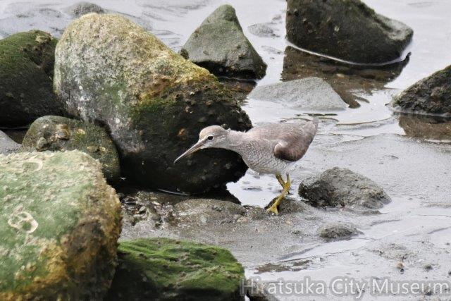キアシシギ20200901茅ヶ崎（撮影　鈴木真由美）.jpg