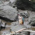 カワセミ幼鳥20200901茅ヶ崎（撮影　鈴木真由美）