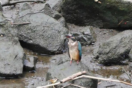 カワセミ幼鳥20200901茅ヶ崎（撮影　鈴木真由美）