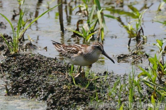キリアイ20200822平塚（撮影　鈴木真由美）.jpg