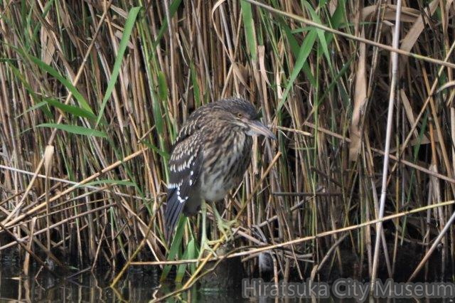 ゴイサギ幼鳥20200916平塚（撮影　鈴木真由美）.jpg