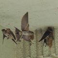 コシアカツバメ20200911平塚（撮影　鈴木真由美）