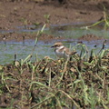 コチドリ幼鳥20200911平塚（撮影　鈴木真由美）