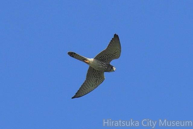 チョウゲンボウ20200909平塚（撮影　鈴木真由美）.jpg