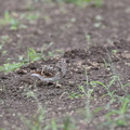 ヒバリ♂20201014平塚（撮影　岡根武彦）