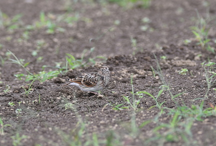 ヒバリ♂20201014平塚（撮影　岡根武彦）