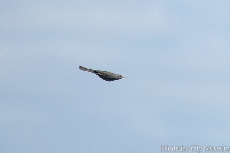 ヒヨドリ20201012平塚（撮影　岡根武彦）.jpg