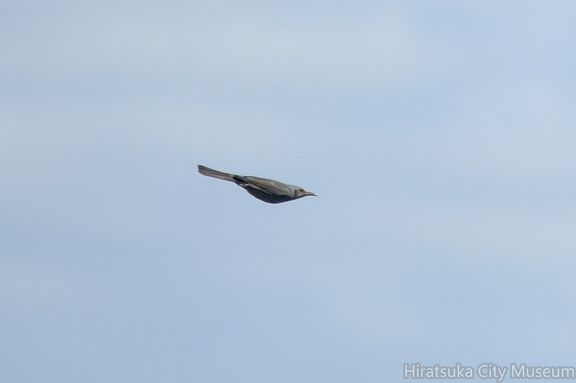 ヒヨドリ20201012平塚（撮影　岡根武彦）