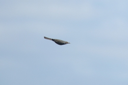 ヒヨドリ20201012平塚（撮影　岡根武彦）